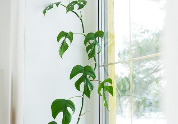 Access Window and Door Repair
