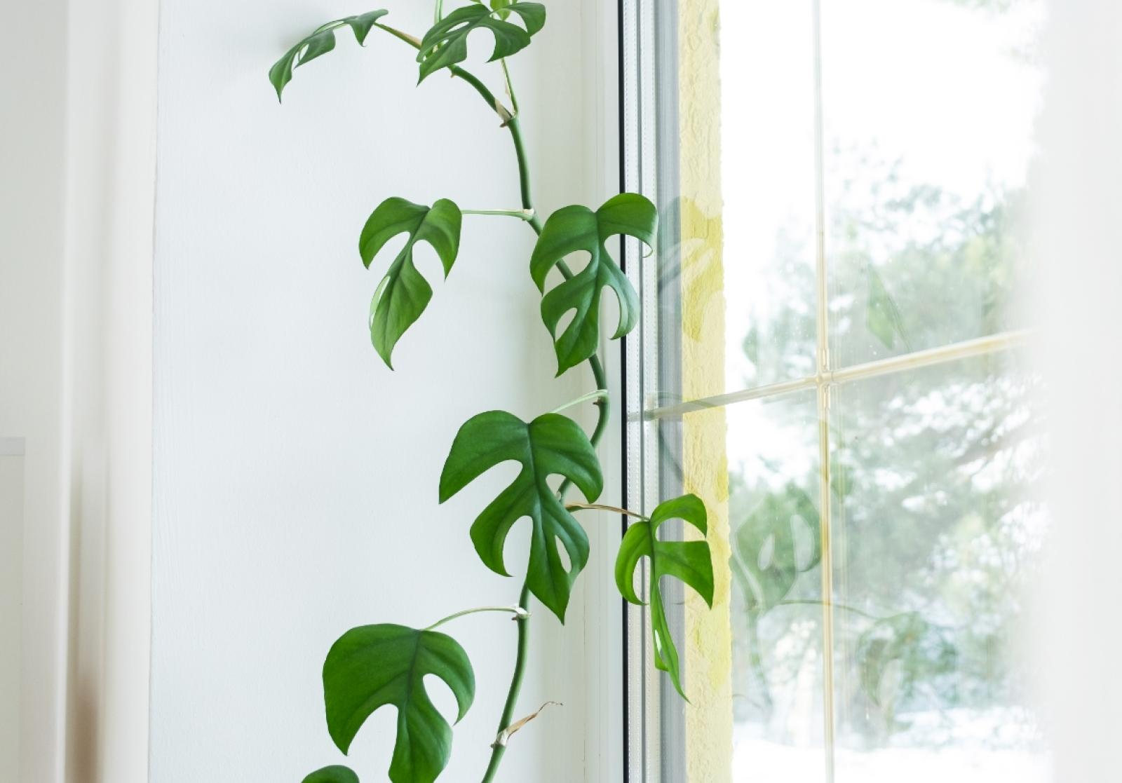 Green monstera plant with split leaves growing against white window frame with natural lighting